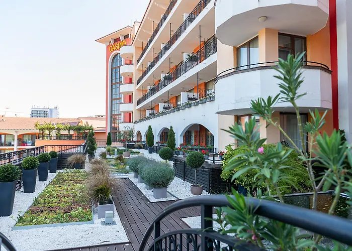 Hrizantema Napospart