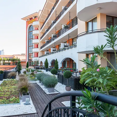 Hrizantema Солнечный берег