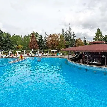 Hrizantema Sunny Beach