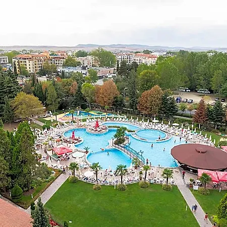 Hrizantema Sunny Beach