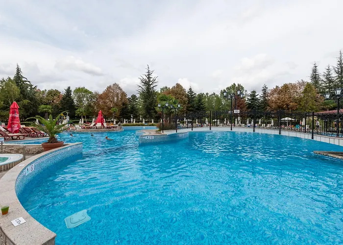 Hrizantema Солнечный берег